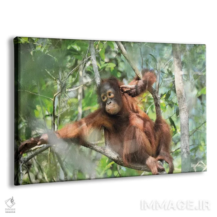 تابلو اورانگوتان جوان در حال استراحت اثر المر وایس - نمای پرسپکتیو محصول