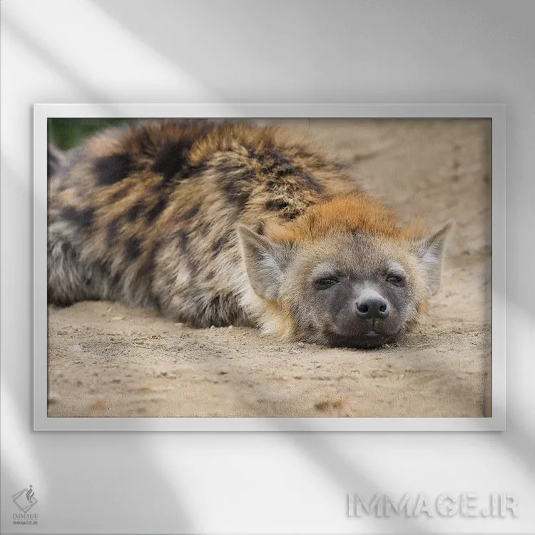 تابلو کفتار در حال استراحت اثر المر وایس - نمای قابدار سفید