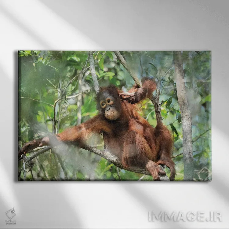 تابلو اورانگوتان جوان در حال استراحت اثر المر وایس - نمای روبهرو روی دیوار