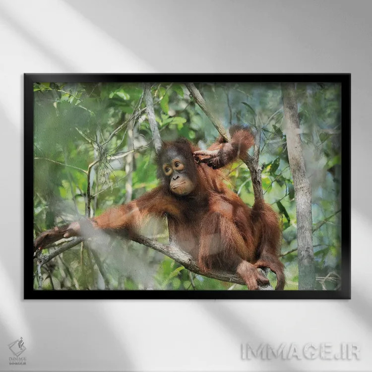 تابلو اورانگوتان جوان در حال استراحت اثر المر وایس - نمای قابدار مشکی