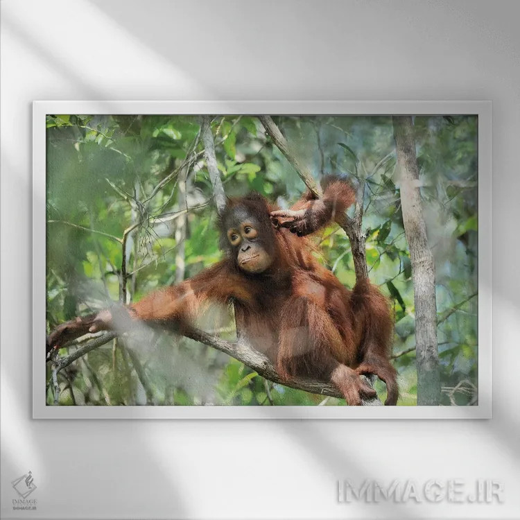 تابلو اورانگوتان جوان در حال استراحت اثر المر وایس - نمای قابدار سفید