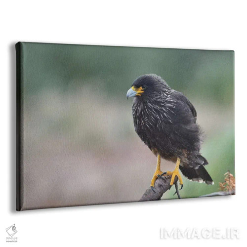 تابلو کاراکارای فالکلند (گونه پرنده) اثر المر وایس - نمای پرسپکتیو محصول