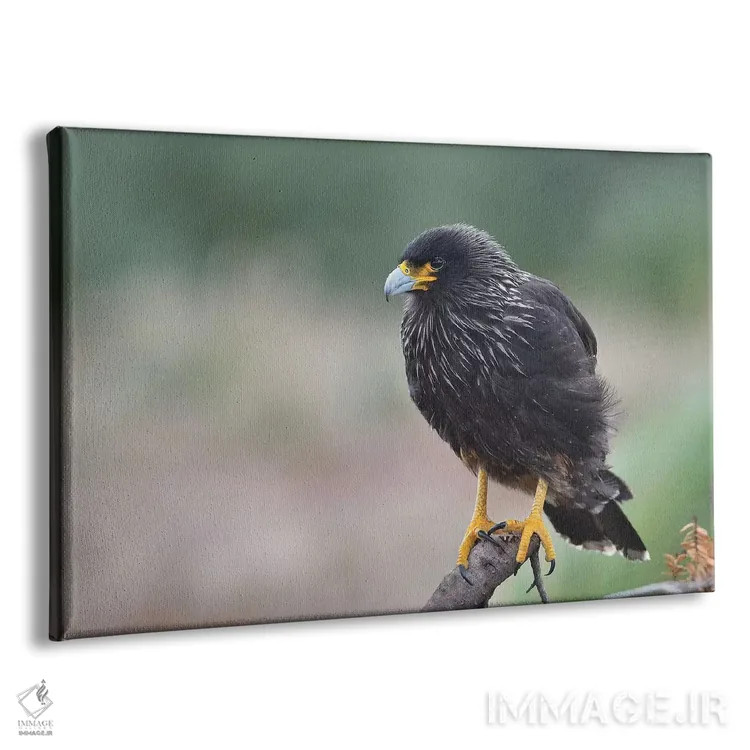تابلو کاراکارای فالکلند (گونه پرنده) اثر المر وایس - نمای پرسپکتیو محصول