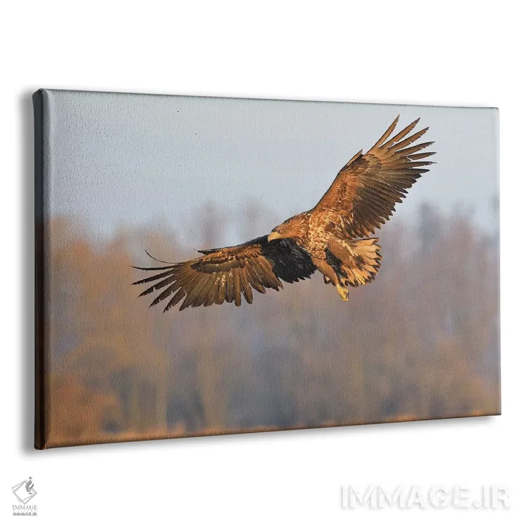تابلو عقاب دریایی در حال پرواز اثر المر وایس - نمای پرسپکتیو محصول
