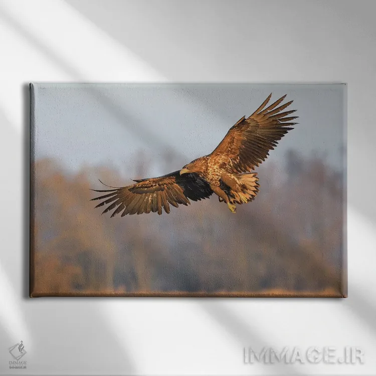 تابلو عقاب دریایی در حال پرواز اثر المر وایس - نمای روبهرو روی دیوار