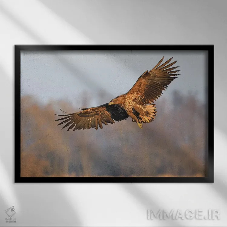تابلو عقاب دریایی در حال پرواز اثر المر وایس - نمای قابدار مشکی