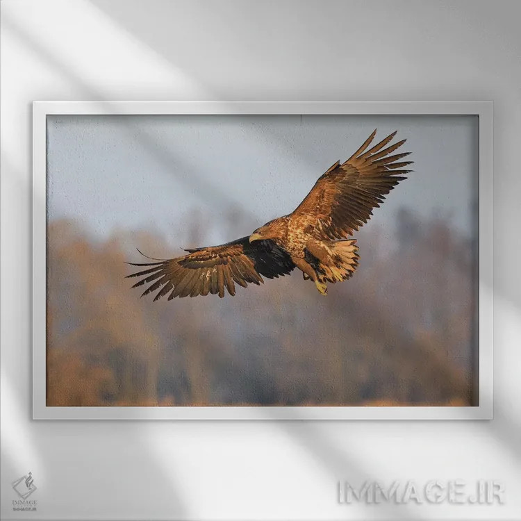 تابلو عقاب دریایی در حال پرواز اثر المر وایس - نمای قابدار سفید