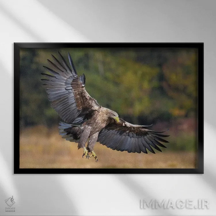 تابلو عقاب دریایی اثر المر وایس - نمای قابدار مشکی
