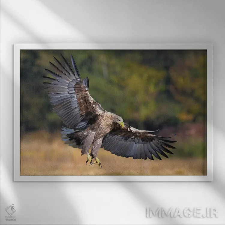 تابلو عقاب دریایی اثر المر وایس - نمای قابدار سفید