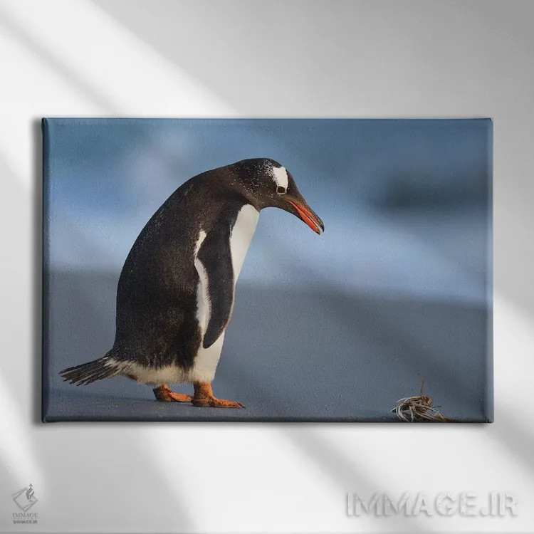 تابلو فالکلند ۱ (جزایر) اثر المر وایس - نمای روبهرو روی دیوار