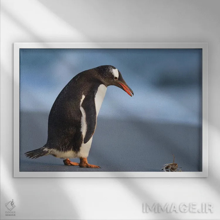 تابلو فالکلند ۱ (جزایر) اثر المر وایس - نمای قابدار سفید