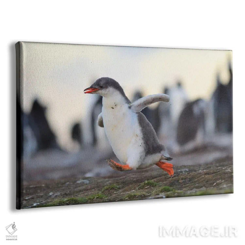 تابلو جوجه پنگوئن جنتو در حال دویدن سریع اثر المر وایس - نمای پرسپکتیو محصول