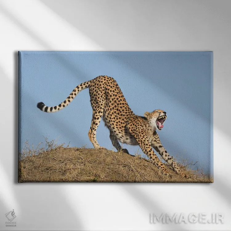 تابلو یوزپلنگ در حال کش و قوس اثر المر وایس - نمای روبهرو روی دیوار