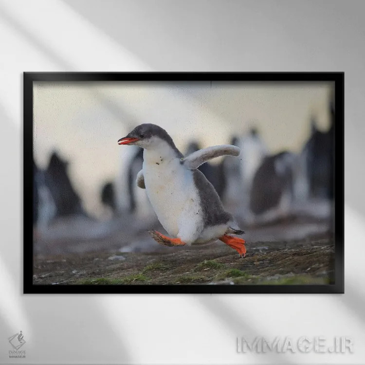تابلو جوجه پنگوئن جنتو در حال دویدن سریع اثر المر وایس - نمای قابدار مشکی