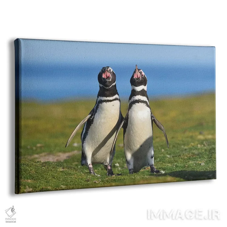 تابلو صدای فالکلند – پنگوئنهای ماژلان (گونه پنگوئن) اثر المر وایس - نمای پرسپکتیو محصول