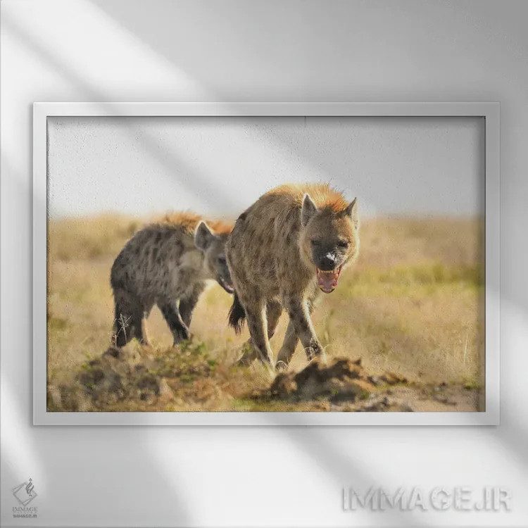 تابلو کفتارهای خالدار در حال قدم زدن اثر المر وایس - نمای قابدار سفید