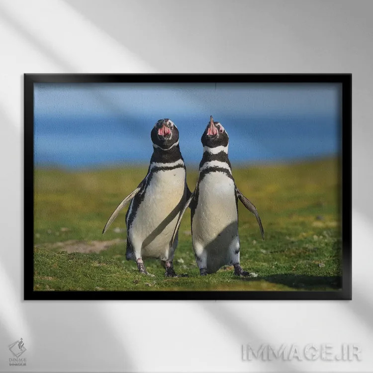 تابلو صدای فالکلند – پنگوئنهای ماژلان (گونه پنگوئن) اثر المر وایس - نمای قابدار مشکی