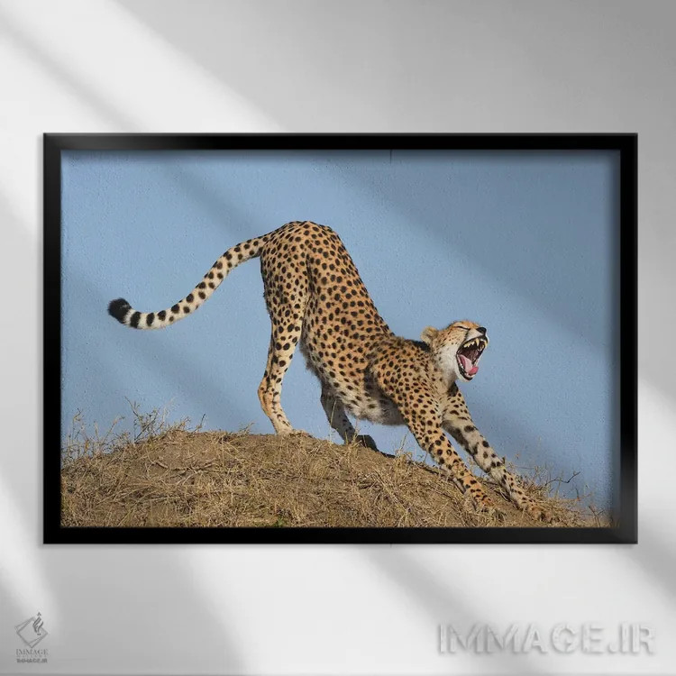 تابلو یوزپلنگ در حال کش و قوس اثر المر وایس - نمای قابدار مشکی
