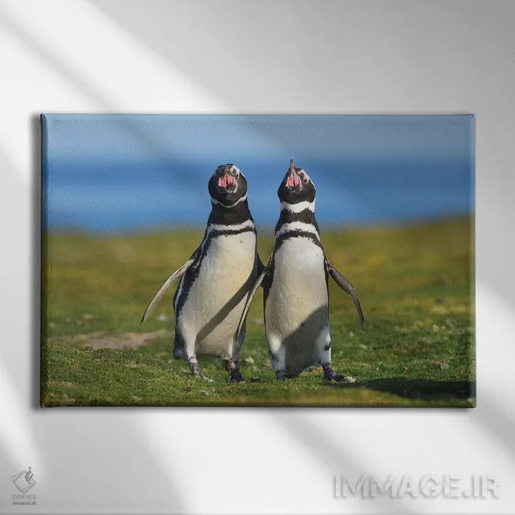 تابلو صدای فالکلند – پنگوئنهای ماژلان (گونه پنگوئن) اثر المر وایس - نمای روبهرو روی دیوار
