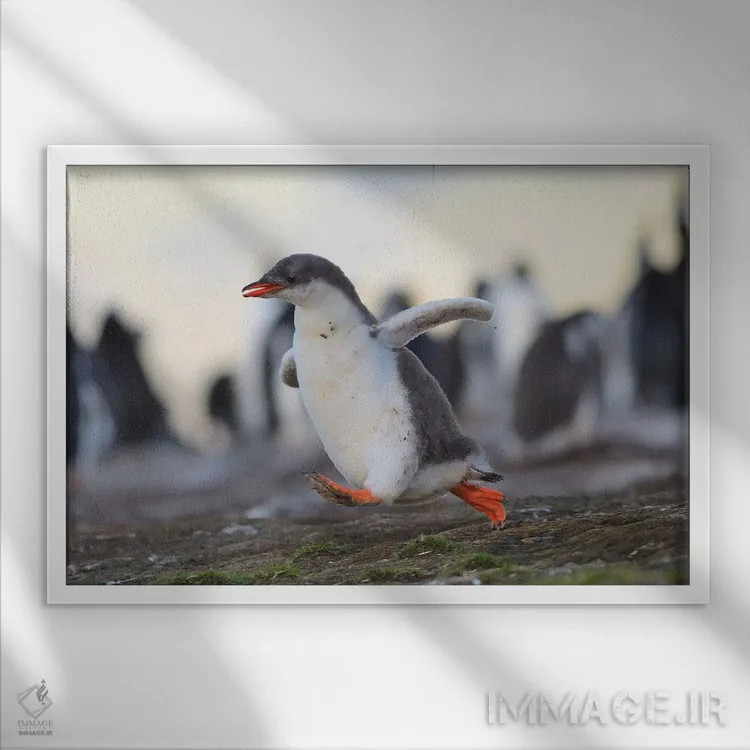 تابلو جوجه پنگوئن جنتو در حال دویدن سریع اثر المر وایس - نمای قابدار سفید
