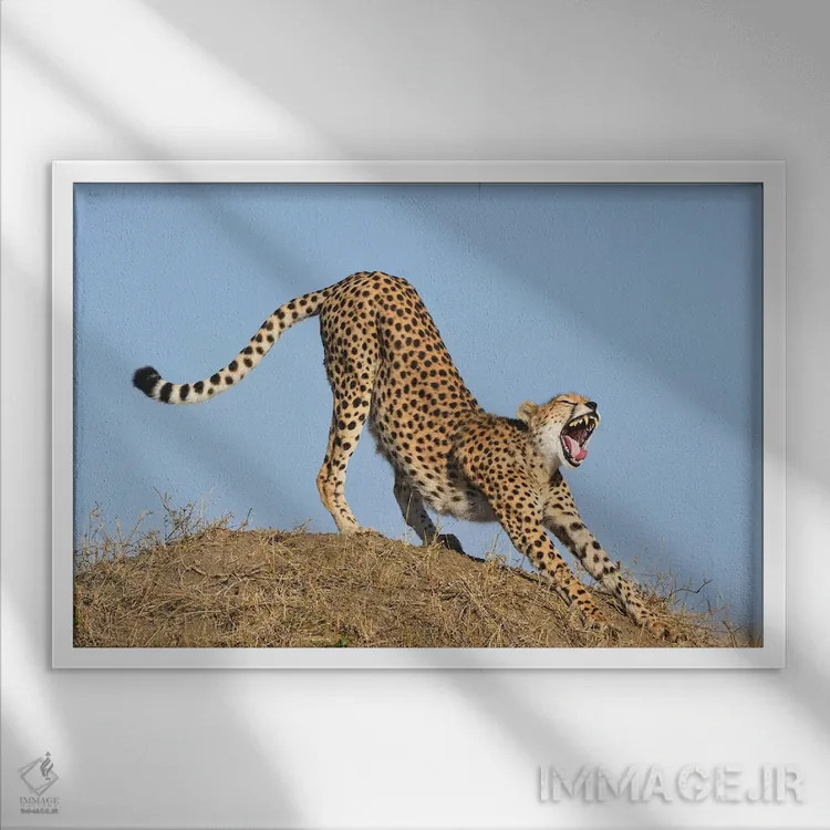 تابلو یوزپلنگ در حال کش و قوس اثر المر وایس - نمای قابدار سفید