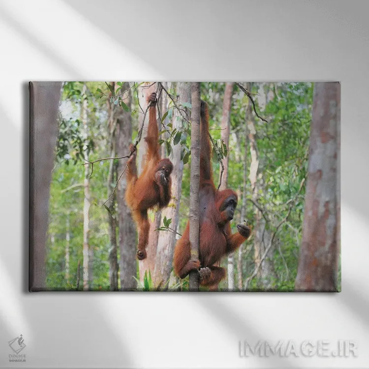 تابلو دو اورانگوتان در میان درختان اثر المر وایس - نمای روبهرو روی دیوار