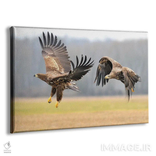 تابلو دو عقاب دمسفید در حال پرواز اثر المر وایس - نمای پرسپکتیو محصول