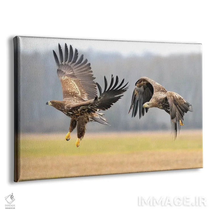 تابلو دو عقاب دمسفید در حال پرواز اثر المر وایس - نمای پرسپکتیو محصول