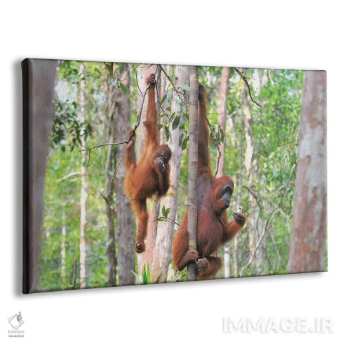 تابلو دو اورانگوتان در میان درختان اثر المر وایس - نمای پرسپکتیو محصول