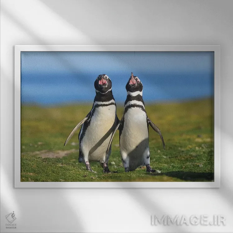 تابلو صدای فالکلند – پنگوئنهای ماژلان (گونه پنگوئن) اثر المر وایس - نمای قابدار سفید