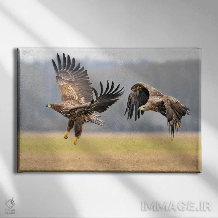 تابلو دو عقاب دمسفید در حال پرواز اثر المر وایس - نمای روبهرو روی دیوار