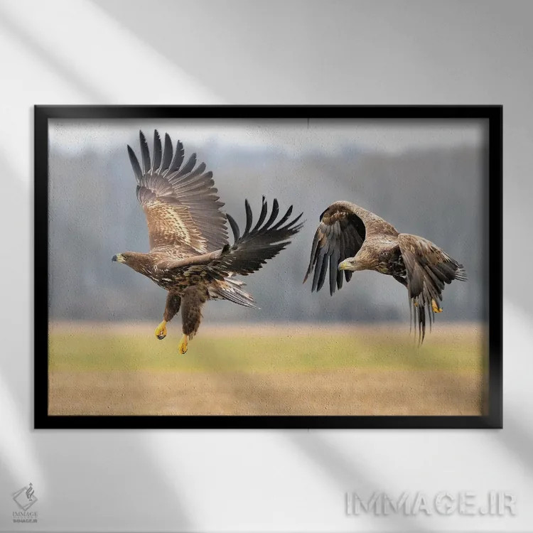 تابلو دو عقاب دمسفید در حال پرواز اثر المر وایس - نمای قابدار مشکی