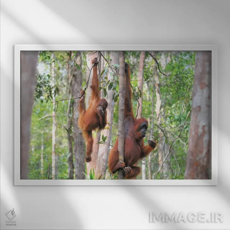تابلو دو اورانگوتان در میان درختان اثر المر وایس - نمای قابدار سفید