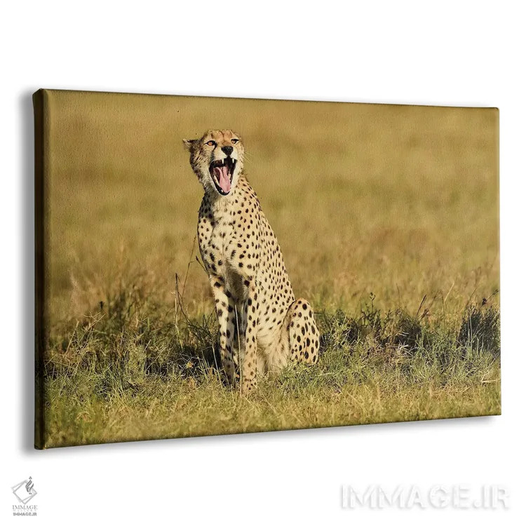 تابلو یوزپلنگ خمیازهکش اثر المر وایس - نمای پرسپکتیو محصول