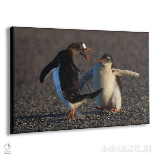 تابلو فالکلند ۳ (جزایر فالکلند) اثر المر وایس - نمای پرسپکتیو محصول