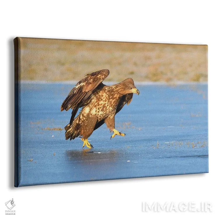 تابلو عقاب دمسفید روی یخ اثر المر وایس - نمای پرسپکتیو محصول