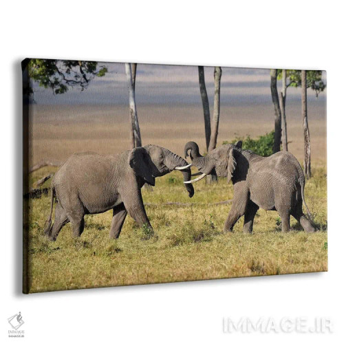 تابلو فیلهای در حال کشتی اثر المر وایس - نمای پرسپکتیو محصول