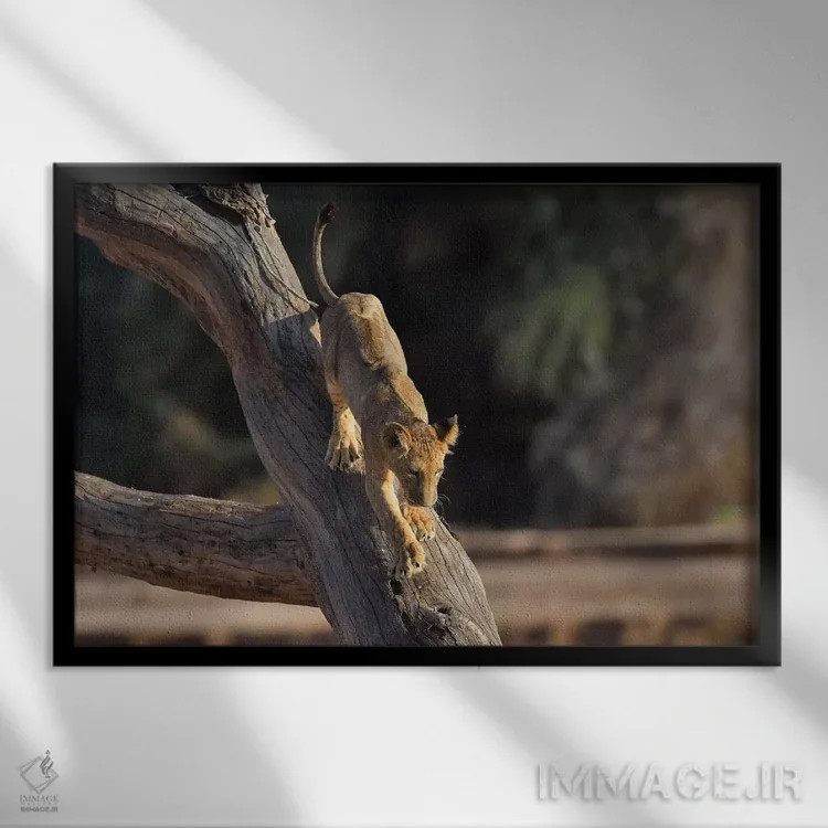 تابلو توله شیر درختنورد اثر المر وایس - نمای قابدار مشکی