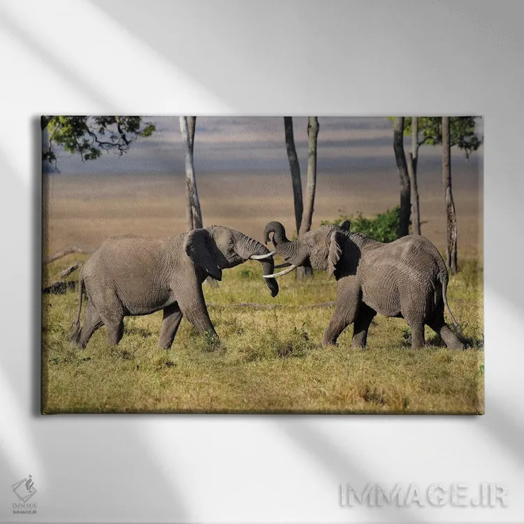 تابلو فیلهای در حال کشتی اثر المر وایس - نمای روبهرو روی دیوار