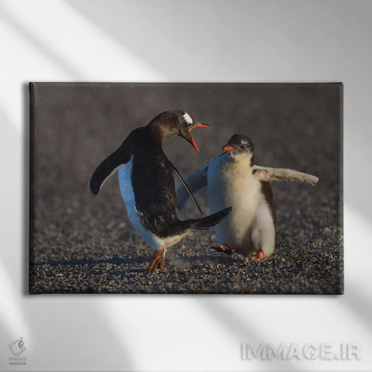 تابلو فالکلند ۳ (جزایر فالکلند) اثر المر وایس - نمای روبهرو روی دیوار