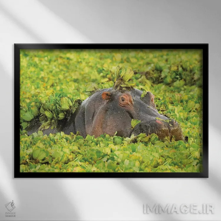 تابلو اسب آبی مخفیشده اثر المر وایس - نمای قابدار مشکی