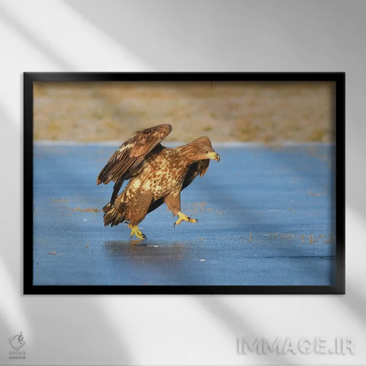 تابلو عقاب دمسفید روی یخ اثر المر وایس - نمای قابدار مشکی
