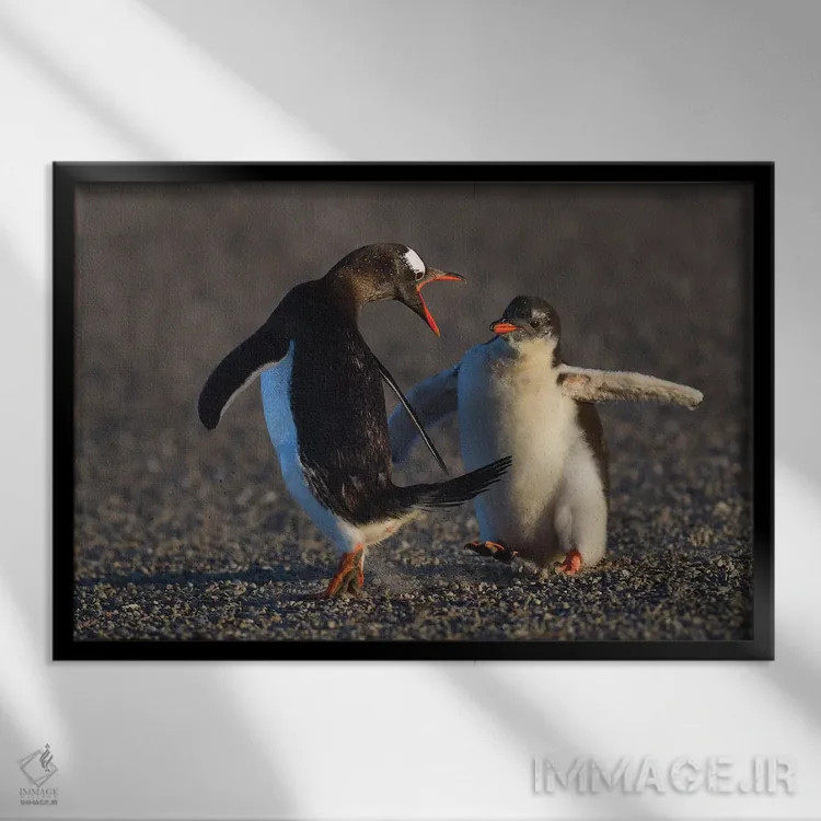 تابلو فالکلند ۳ (جزایر فالکلند) اثر المر وایس - نمای قابدار مشکی