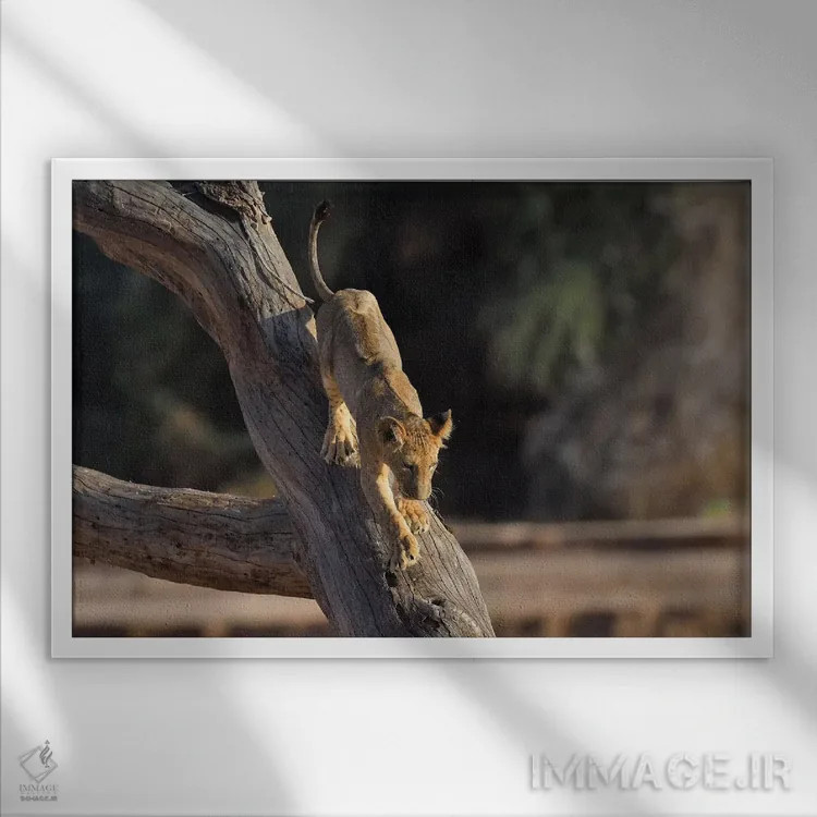 تابلو توله شیر درختنورد اثر المر وایس - نمای قابدار سفید