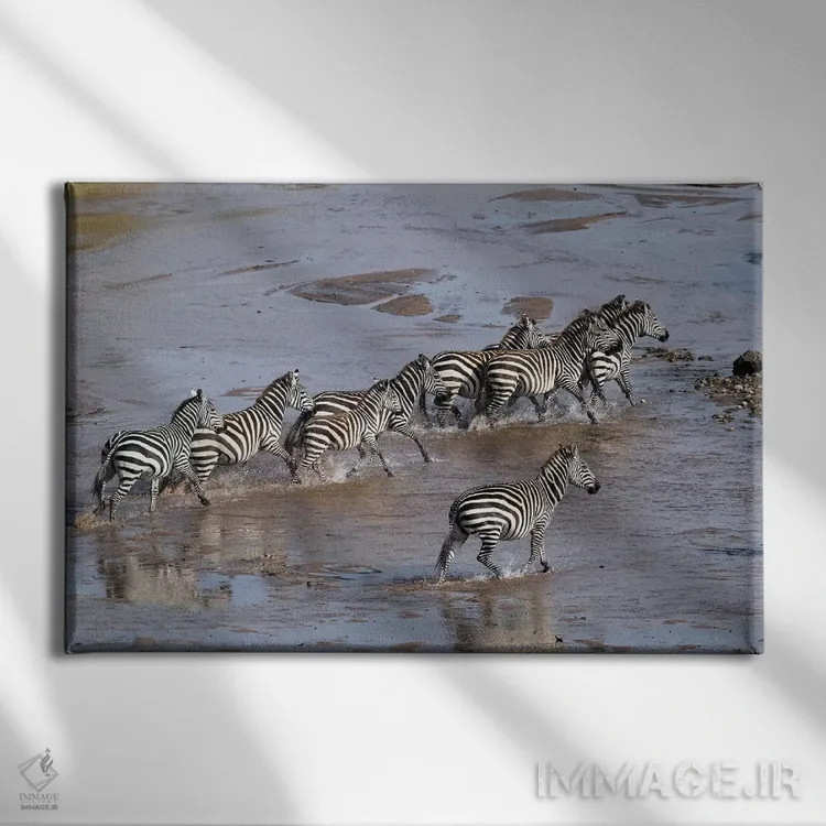 تابلو گورخرها در حال عبور از رودخانه اثر المر وایس - نمای روبهرو روی دیوار