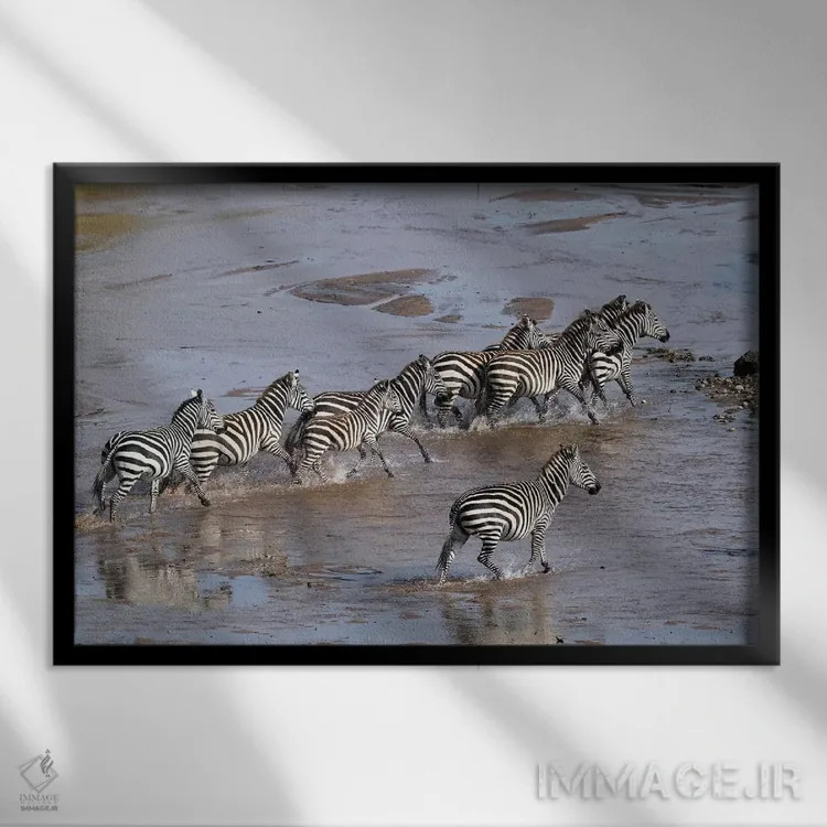 تابلو گورخرها در حال عبور از رودخانه اثر المر وایس - نمای قابدار مشکی