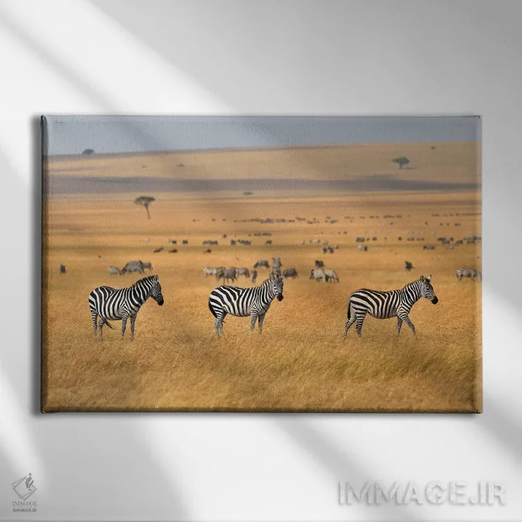 تابلو گورخرها در دشتهای ماسای مارا اثر المر وایس - نمای روبهرو روی دیوار