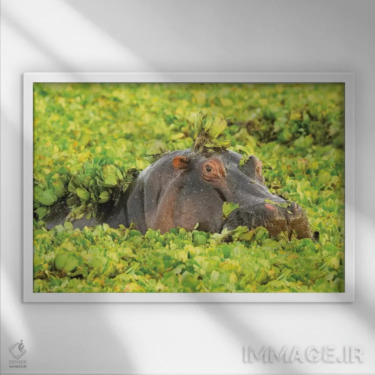 تابلو اسب آبی مخفیشده اثر المر وایس - نمای قابدار سفید