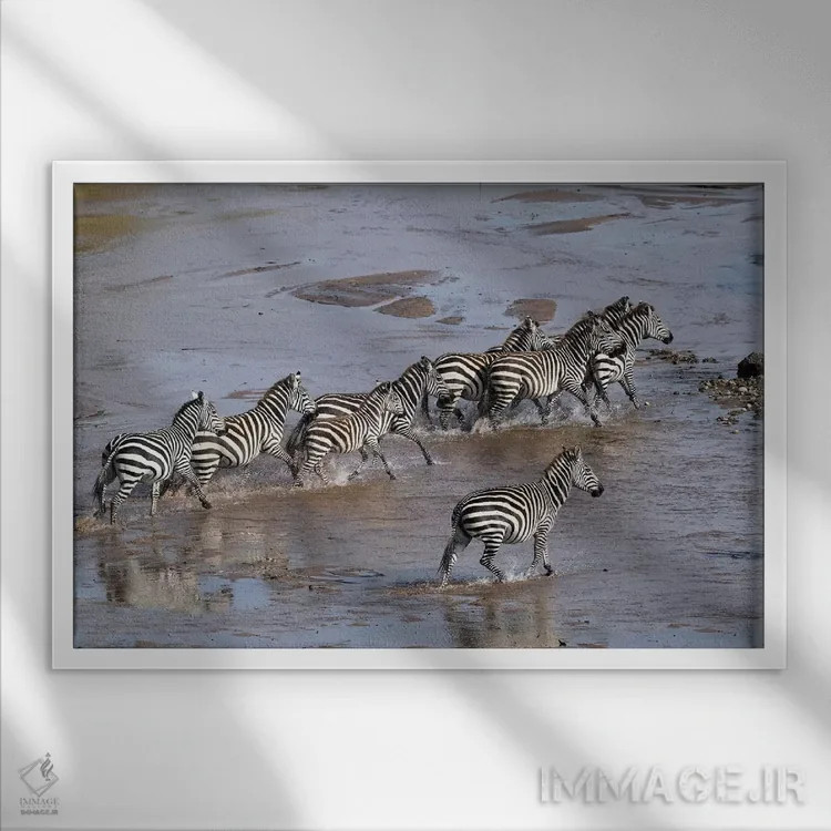 تابلو گورخرها در حال عبور از رودخانه اثر المر وایس - نمای قابدار سفید