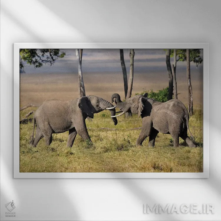 تابلو فیلهای در حال کشتی اثر المر وایس - نمای قابدار سفید